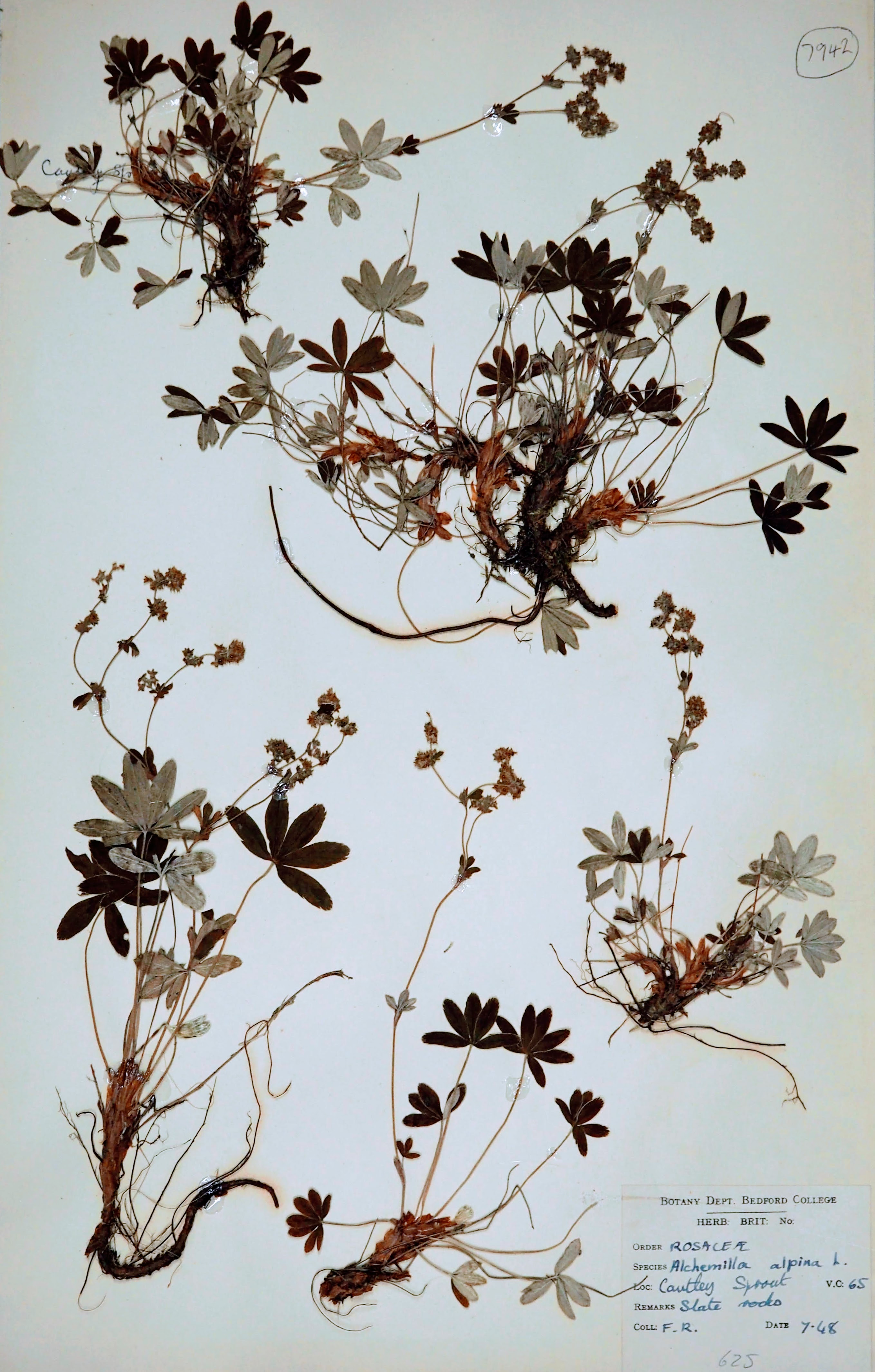 Alpine lady's mantle by Francis Rose 1948