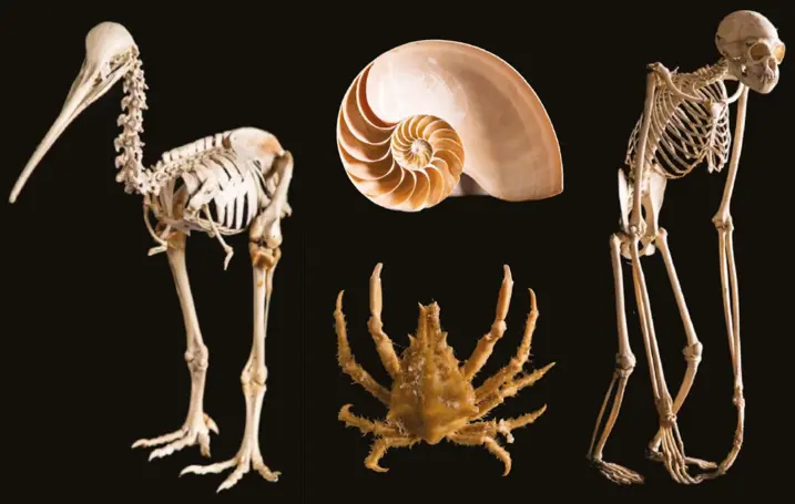 BioSci Museum