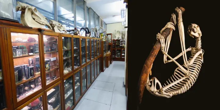 BioSci Museum