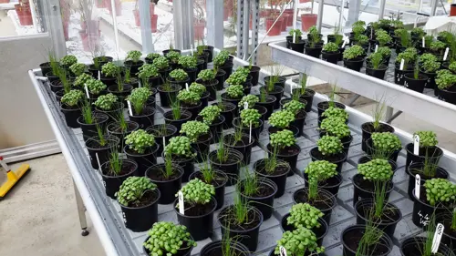 Greenhouse